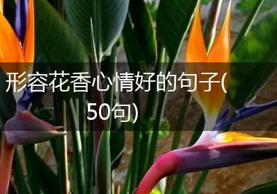 形容花香心情好的句子(50句)