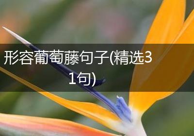 形容葡萄藤句子(精选31句)