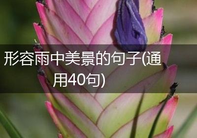 形容雨中美景的句子(通用40句)
