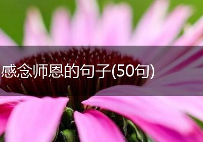 感念师恩的句子(50句)