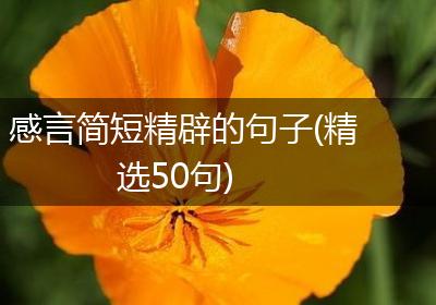 感言简短精辟的句子(精选50句)