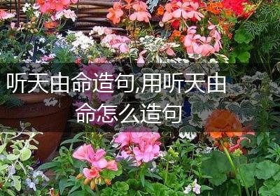 听天由命造句,用听天由命怎么造句
