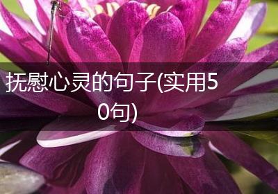 抚慰心灵的句子(实用50句)