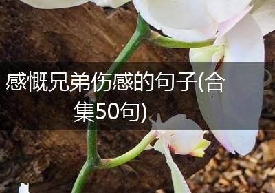 感慨兄弟伤感的句子(合集50句)