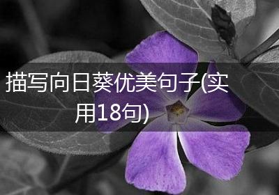 描写向日葵优美句子(实用18句)