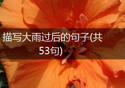 描写大雨过后的句子(共53句)