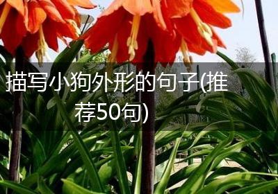 描写小狗外形的句子(推荐50句)
