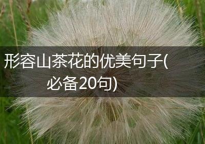 形容山茶花的优美句子(必备20句)