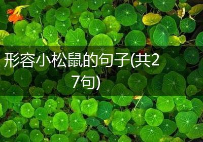 形容小松鼠的句子(共27句)