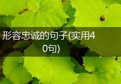 形容忠诚的句子(实用40句)