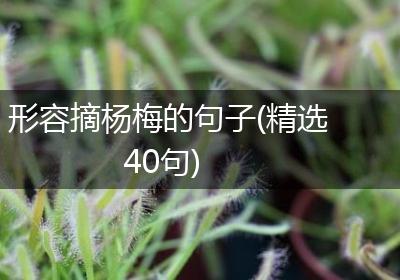 形容摘杨梅的句子(精选40句)