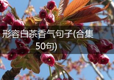 形容白茶香气句子(合集50句)