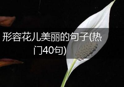形容花儿美丽的句子(热门40句)