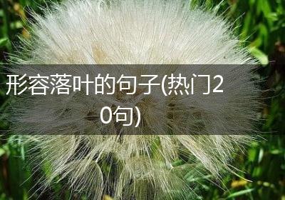 形容落叶的句子(热门20句)