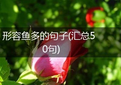 形容鱼多的句子(汇总50句)