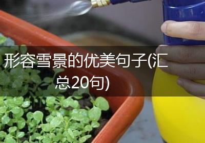 形容雪景的优美句子(汇总20句)