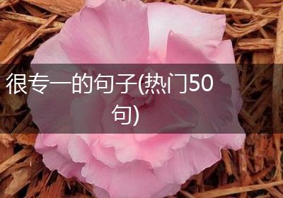 很专一的句子(热门50句)