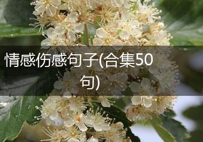 情感伤感句子(合集50句)