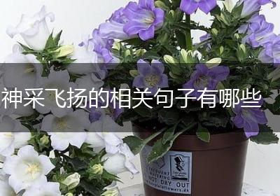 神采飞扬的相关句子有哪些