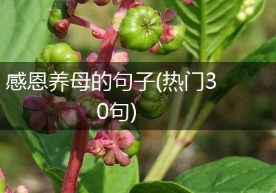 感恩养母的句子(热门30句)
