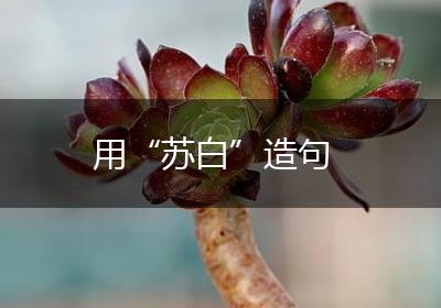 用“苏白”造句
