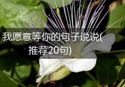 我愿意等你的句子说说(推荐20句)