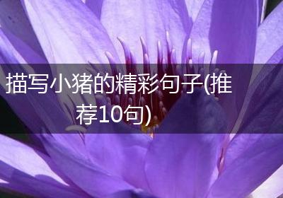 描写小猪的精彩句子(推荐10句)