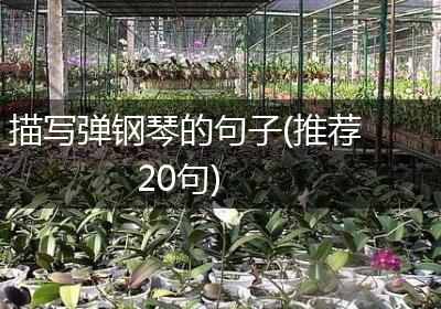 描写弹钢琴的句子(推荐20句)