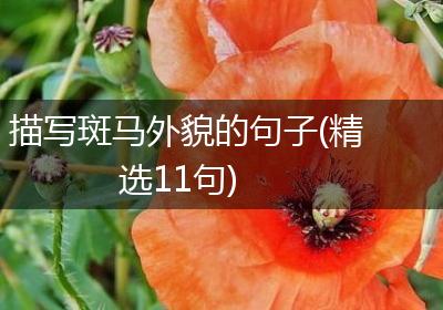 描写斑马外貌的句子(精选11句)