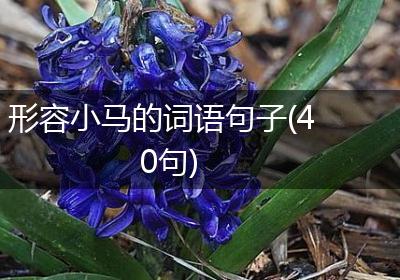 形容小马的词语句子(40句)