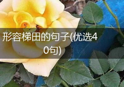 形容梯田的句子(优选40句)