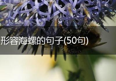 形容海螺的句子(50句)