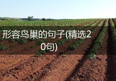 形容鸟巢的句子(精选20句)