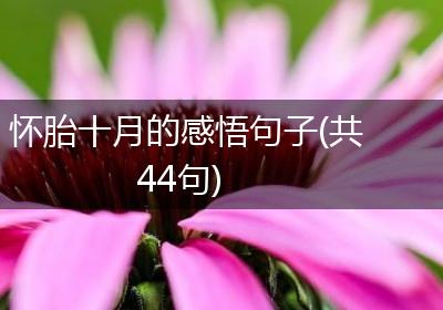 怀胎十月的感悟句子(共44句)