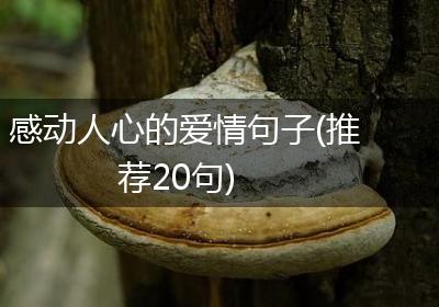 感动人心的爱情句子(推荐20句)
