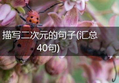 描写二次元的句子(汇总40句)