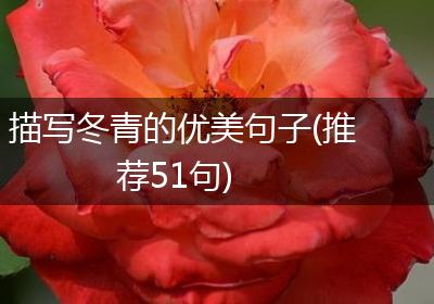 描写冬青的优美句子(推荐51句)