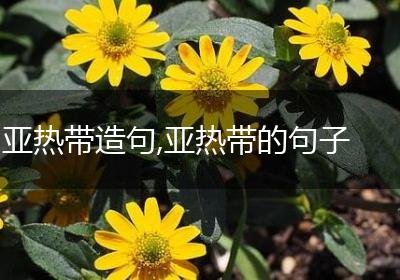 亚热带造句,亚热带的句子