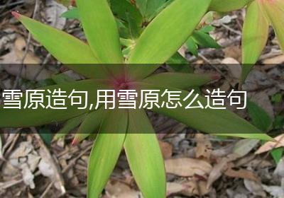 雪原造句,用雪原怎么造句