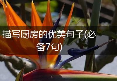 描写厨房的优美句子(必备7句)