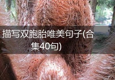 描写双胞胎唯美句子(合集40句)