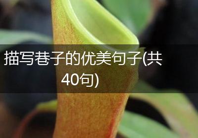 描写巷子的优美句子(共40句)