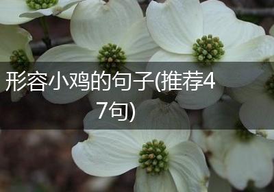 形容小鸡的句子(推荐47句)