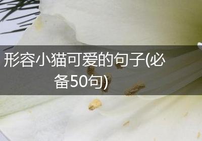 形容小猫可爱的句子(必备50句)