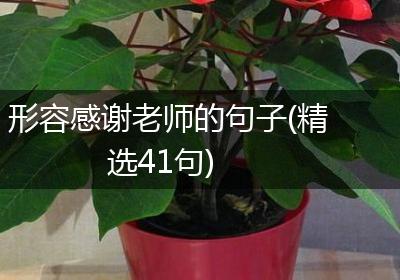 形容感谢老师的句子(精选41句)