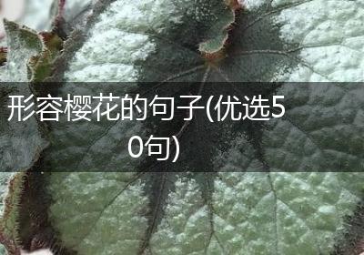 形容樱花的句子(优选50句)