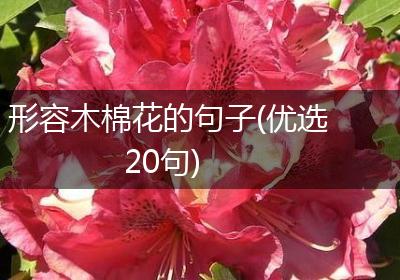 形容木棉花的句子(优选20句)
