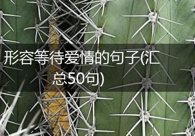 形容等待爱情的句子(汇总50句)