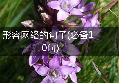 形容网络的句子(必备10句)