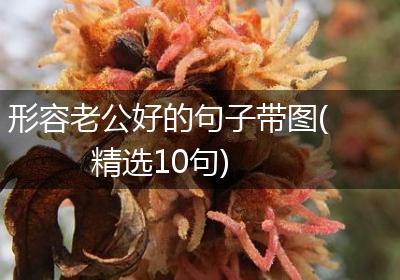 形容老公好的句子带图(精选10句)